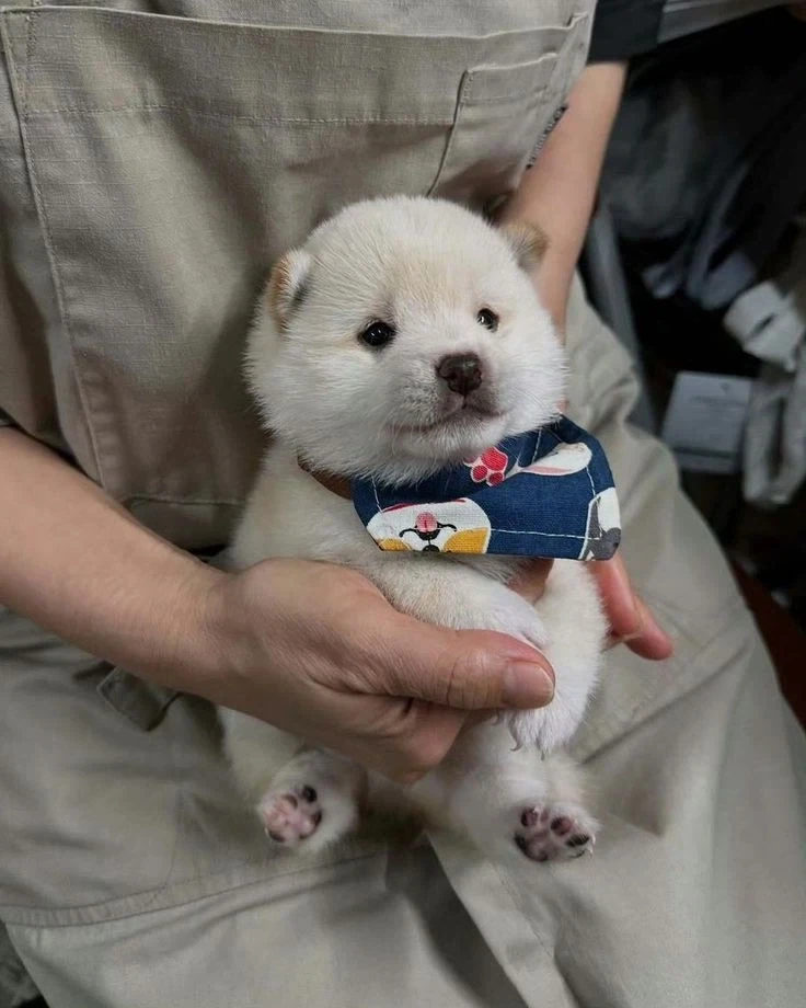 행운을 부르는 하얀 강아지.jpg_1.webp