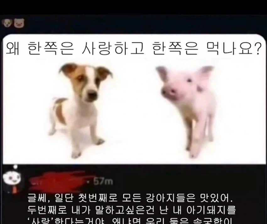 극한의 동물 사랑_1.webp