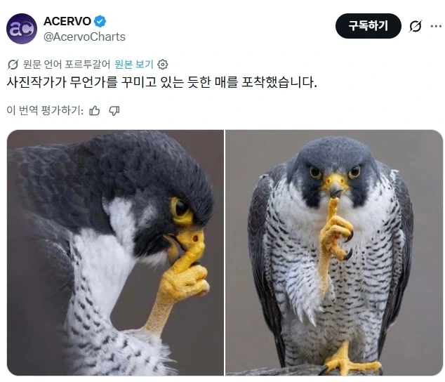 무언가를 꾸미는 듯한 매 사진.jpg_1.webp