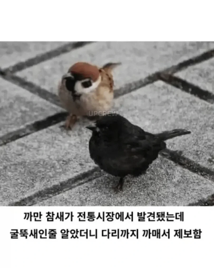 흑화된 참새가 발견_1.webp