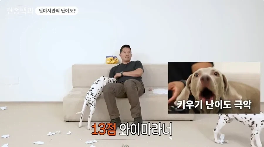 개통령 강형욱도 키우지 말라고 하는 개_3.webp