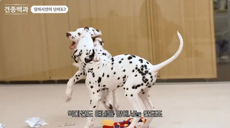 개통령 강형욱도 키우지 말라고 하는 개_13.webp