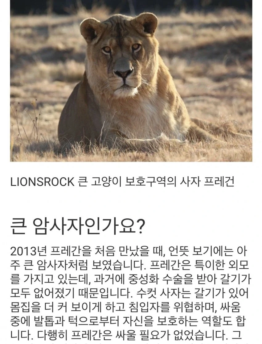거세된 숫사자의 모습_11.webp