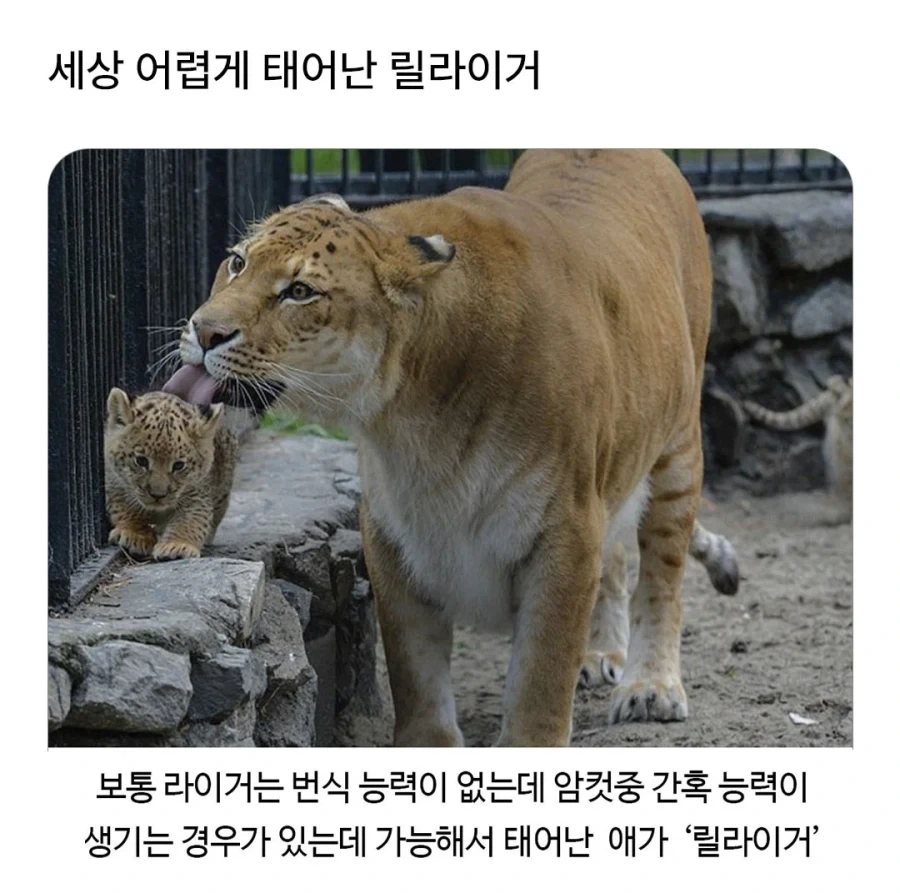 어렵게 태어난 릴라이거_1.webp