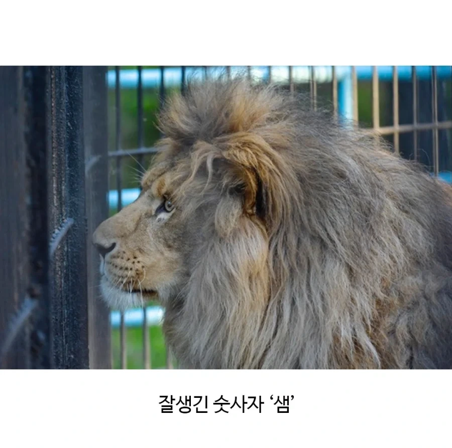 어렵게 태어난 릴라이거_2.webp