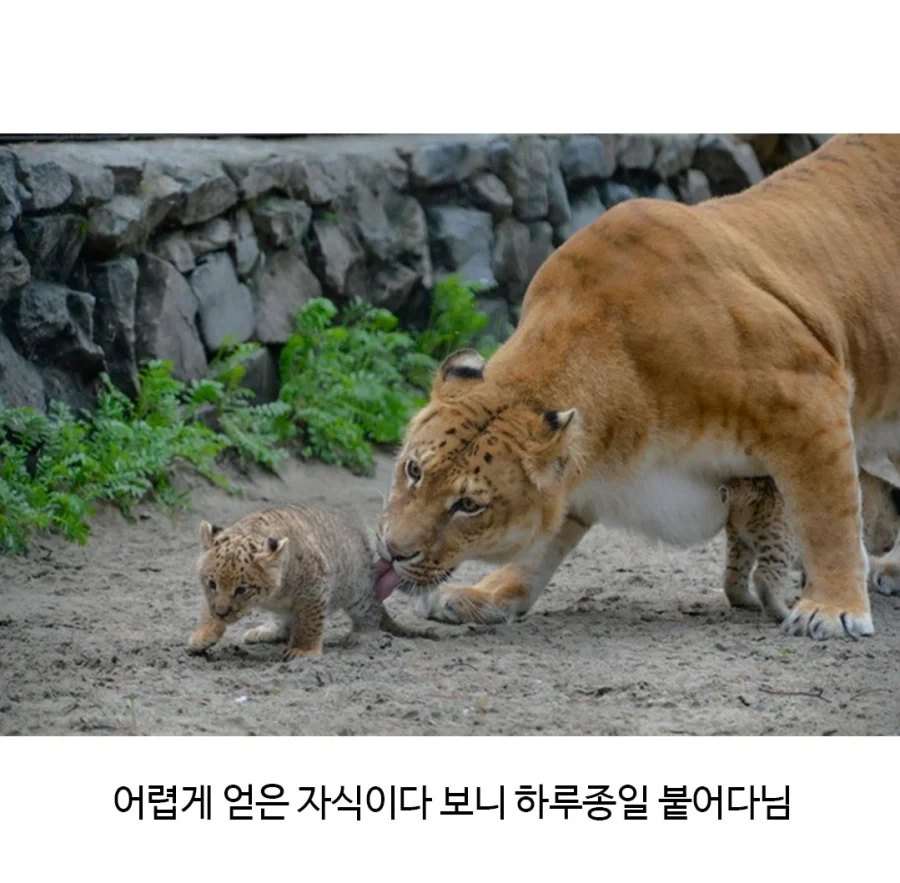 어렵게 태어난 릴라이거_3.webp