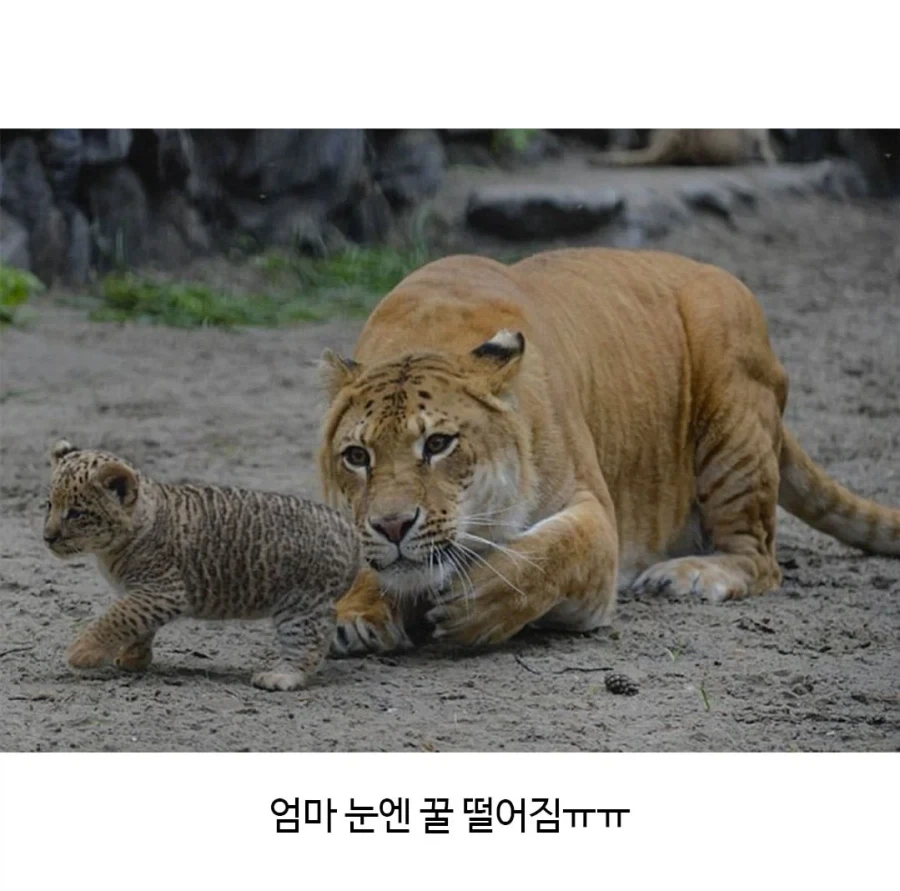 어렵게 태어난 릴라이거_4.webp