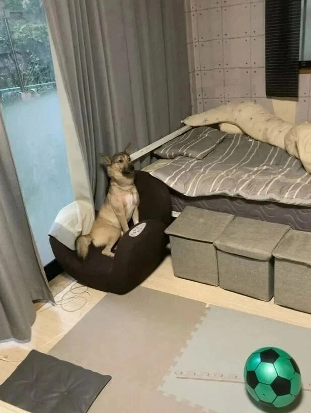 주인 심장 철렁하게 하는 표정_1.webp