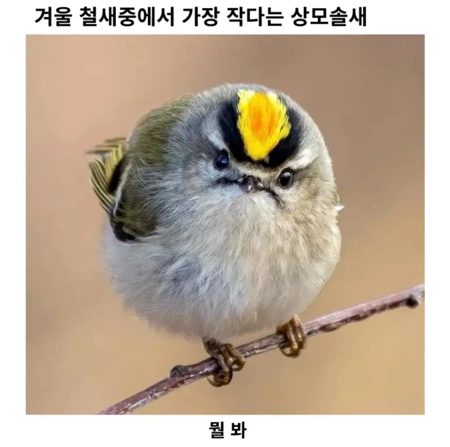 겨울 철새중에 가장 작다는 상모솔새_1.webp