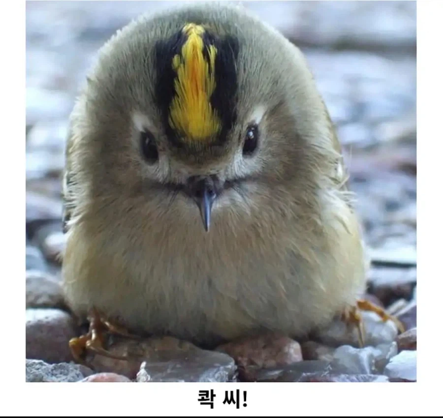 겨울 철새중에 가장 작다는 상모솔새_2.webp