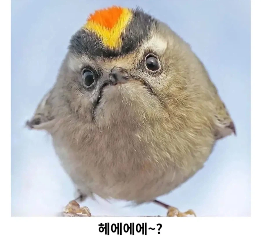 겨울 철새중에 가장 작다는 상모솔새_3.webp