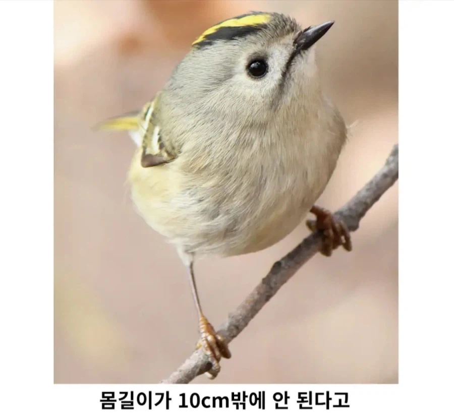 겨울 철새중에 가장 작다는 상모솔새_4.webp