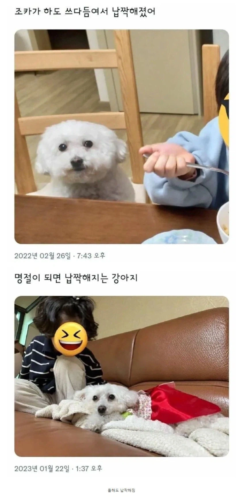 명절때마다 변형된다는 댕댕이.jpg_1.webp