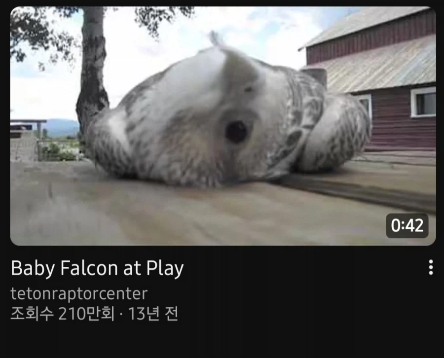 새 똥꾸멍 짤_1.webp