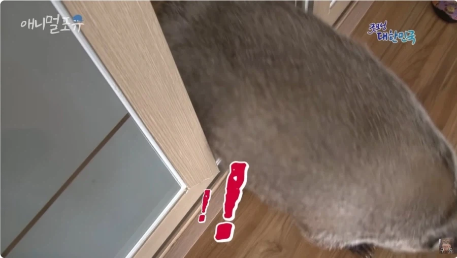너네 오소리라고 알아? 뱀도 잡아먹고 그러는 맹수임_2.webp