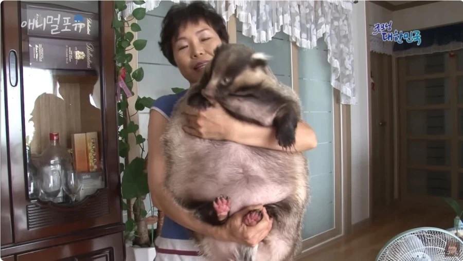 너네 오소리라고 알아? 뱀도 잡아먹고 그러는 맹수임_3.webp