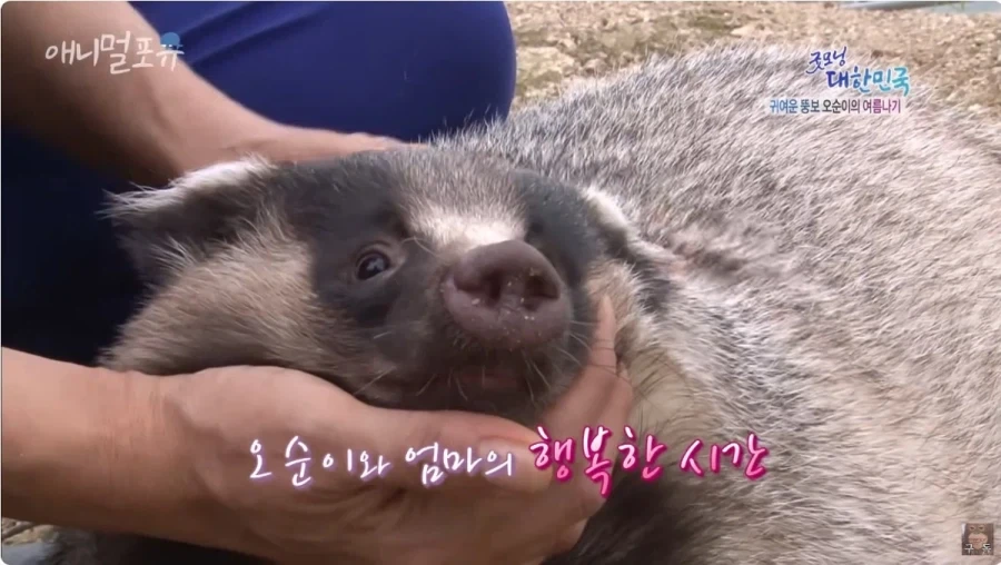 너네 오소리라고 알아? 뱀도 잡아먹고 그러는 맹수임_6.webp