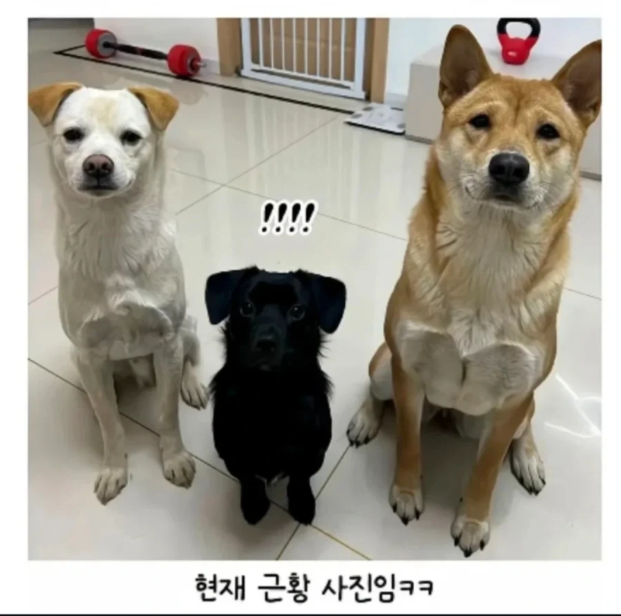 시고르자브종이 도시로 가면 어떻게되는줄 아냐?_2.webp