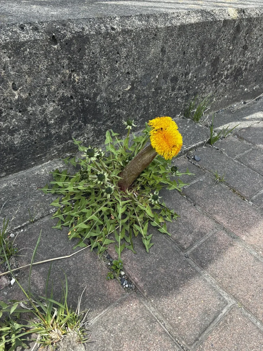 공포의 열도 돌연변이 민들레_1.webp