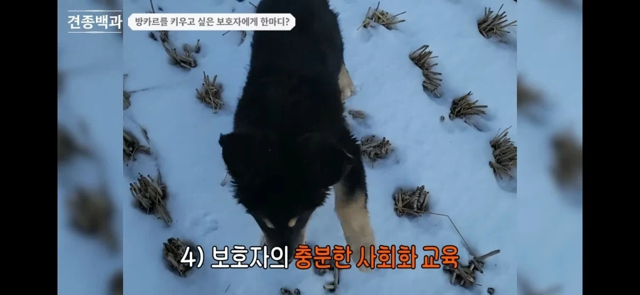 강형욱이 이야기하는 방카르_6.webp