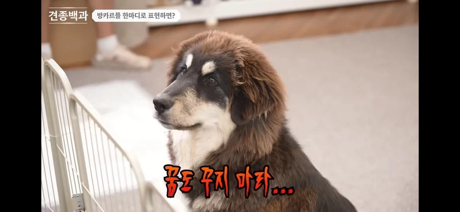 강형욱이 이야기하는 방카르_8.webp