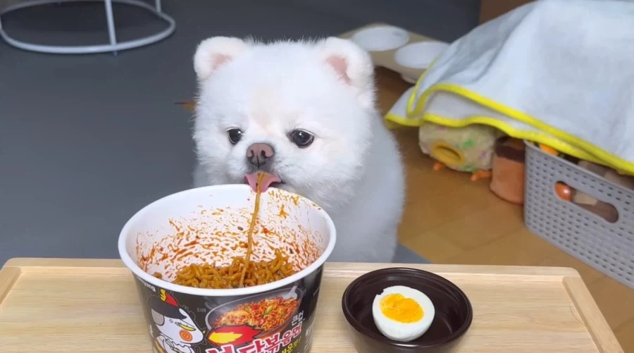 불닭볶음면을 먹어보는 강아지_1.webp