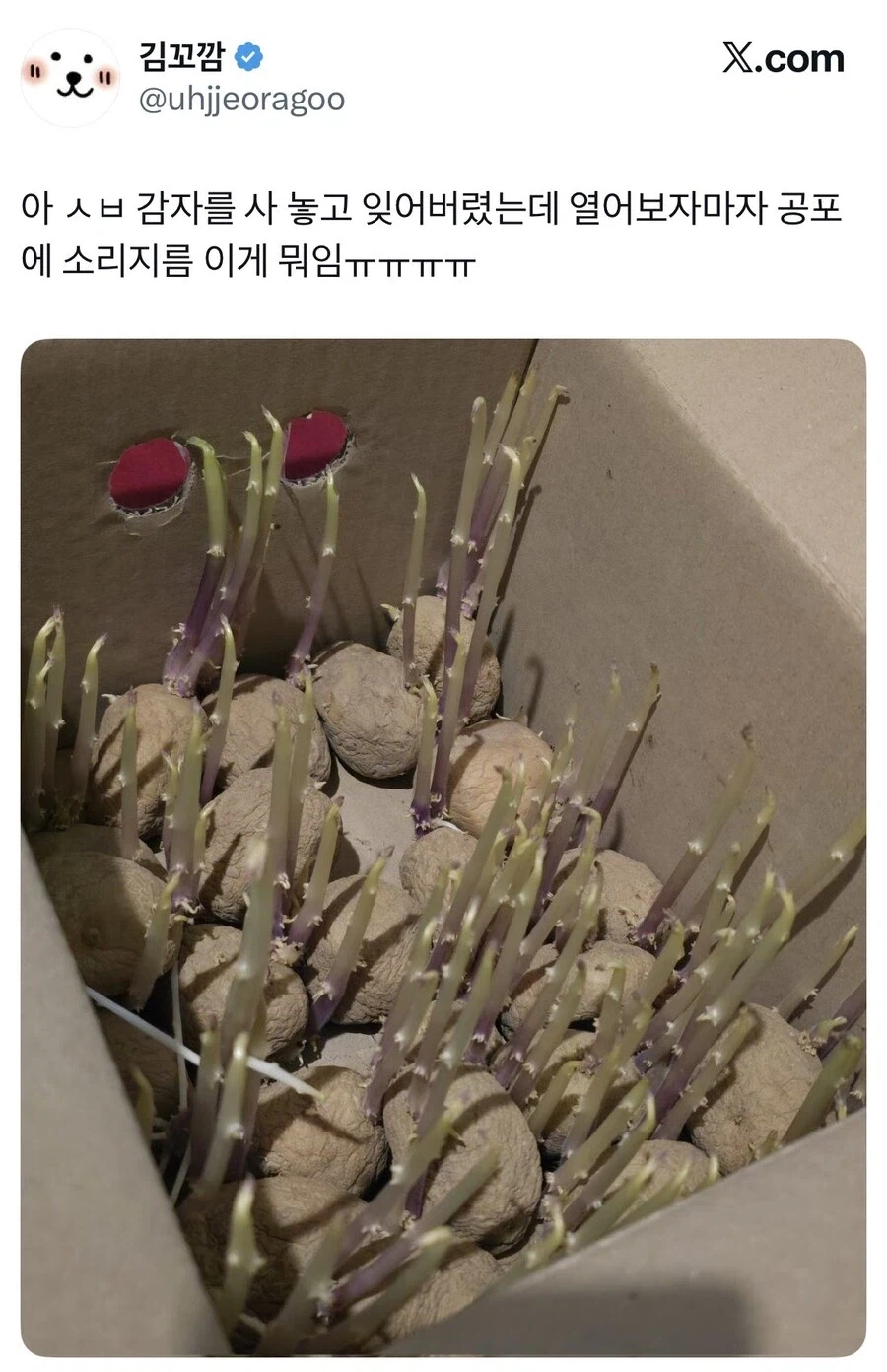 감자 사놓고 잊어버린 결과.jpg_1.webp