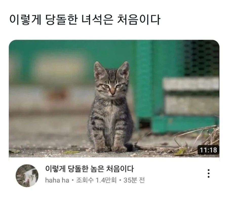 고놈 참 당돌하네..._1.webp
