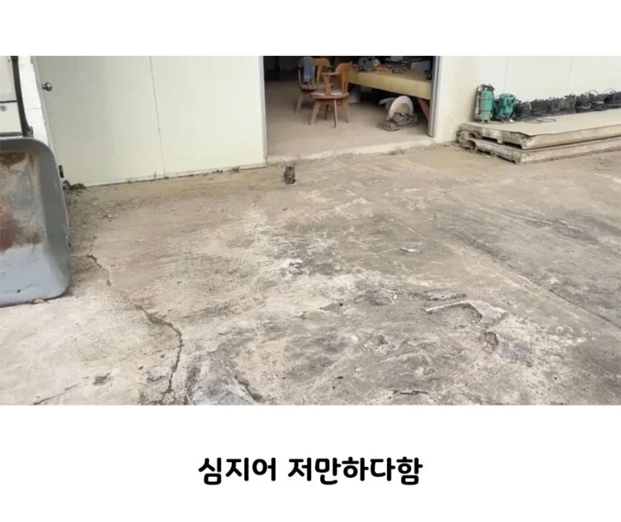 고놈 참 당돌하네..._2.webp