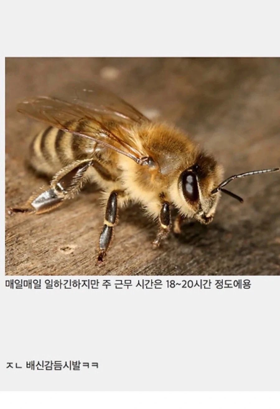 꿀벌이랑 개미 존나 배신감들어_2.webp