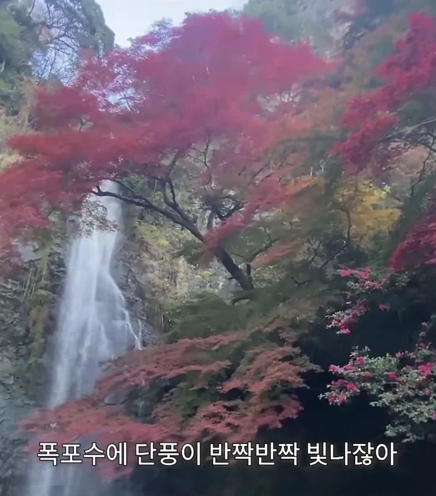 일본에 있는 이색튀김_6.webp