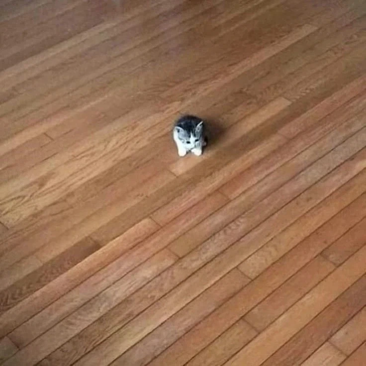 주먹만한 애기냥이임_1.webp