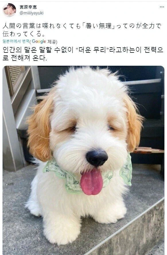 ?? : 마!!! 쮸인아!!! 산책!!!_1.webp