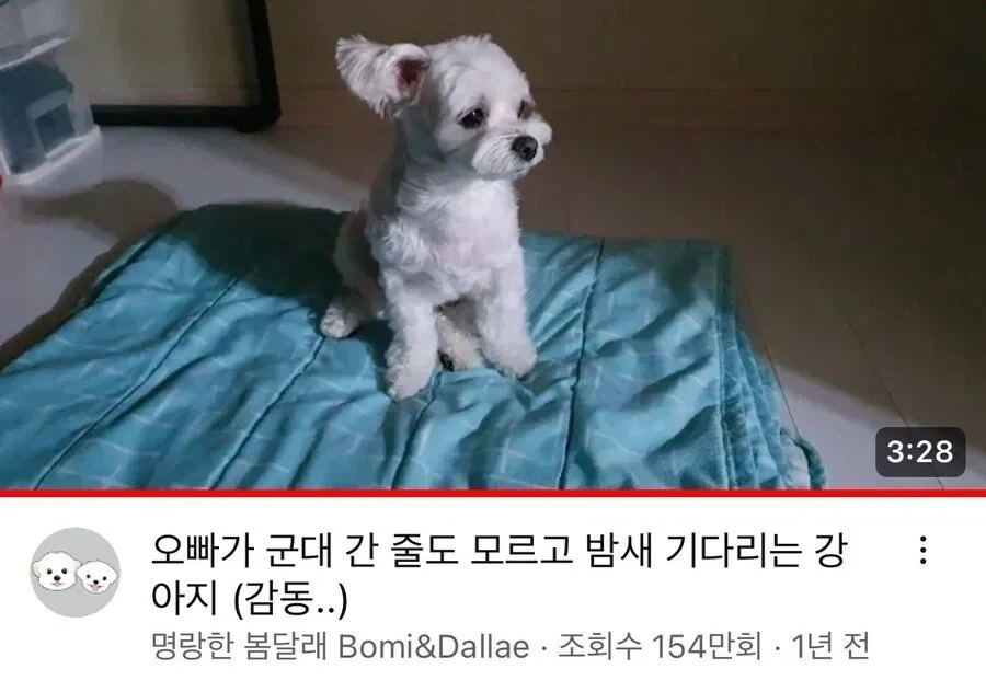 군대간 오빠를 기다리는 강아지_2.webp
