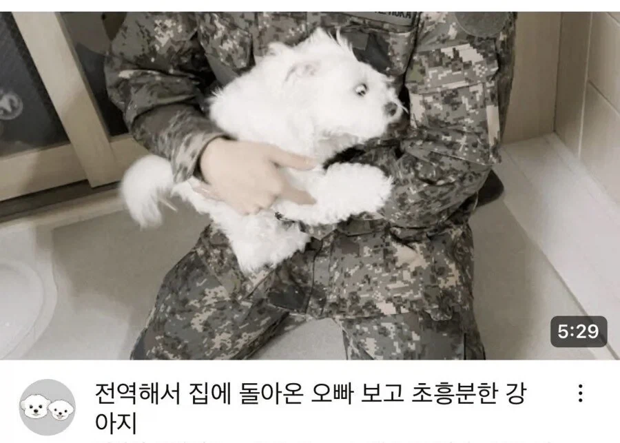 군대간 오빠를 기다리는 강아지_3.webp
