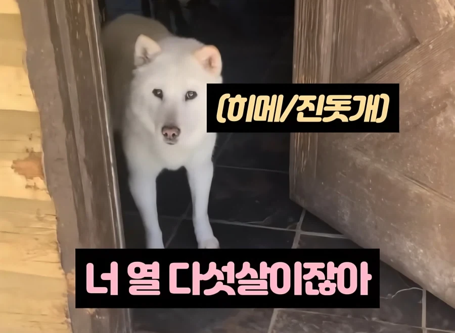 우리나라 사람이면 좀 많이 불편할 수 있는 진도개 이름_1.webp