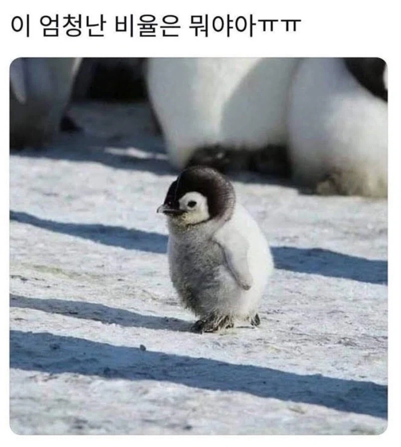 이 엄청난 비율은 뭐야아ㅠㅜ.jpg_1.webp