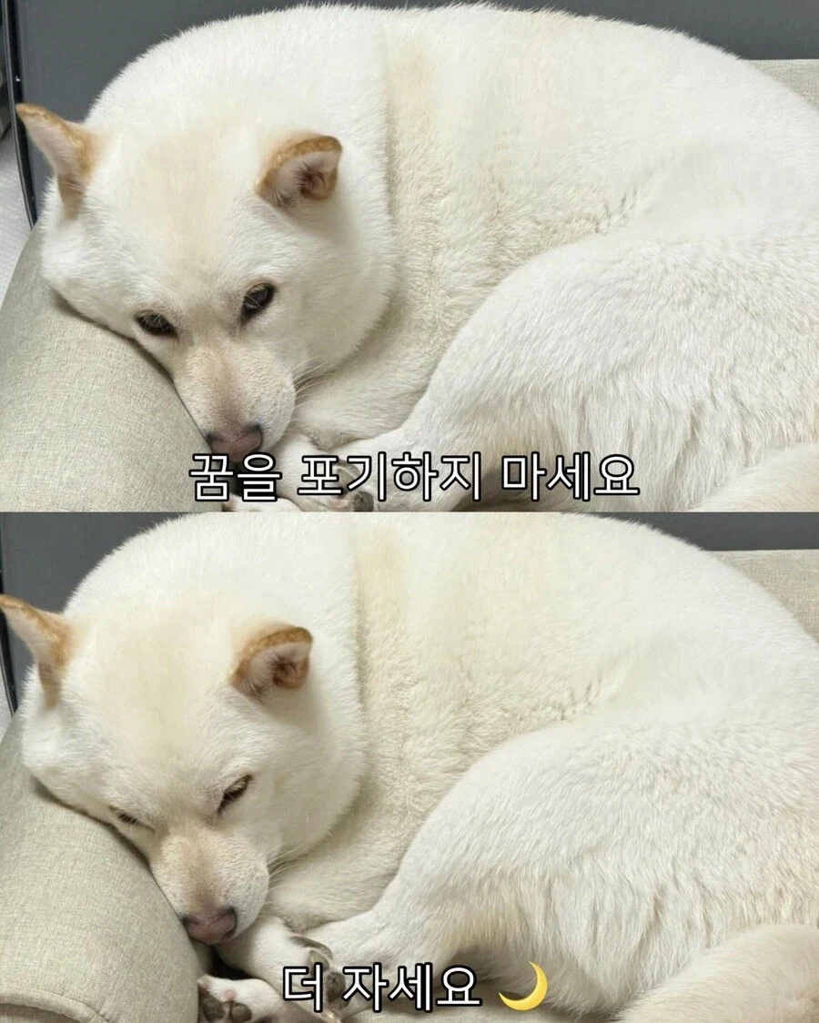 꿈을 포기하지 마세요.jpg_1.webp