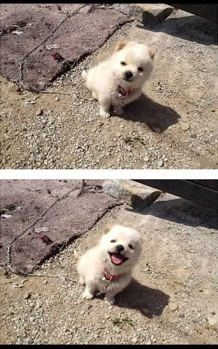 묶여있는 맹견 jpg_1.webp