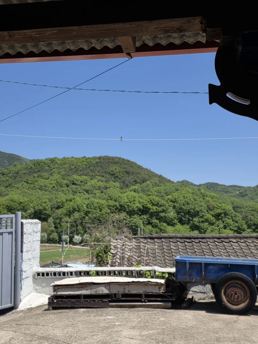 시골집 제비_2.webp