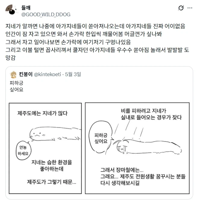 제주도에는 지네가 많다.jpg_4.webp