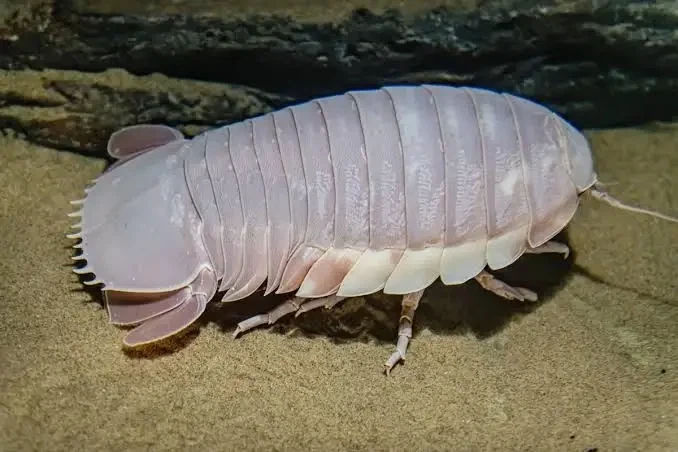 약간의 오해(?)를 사고 있는 한국의 전복죽.twit_4.webp