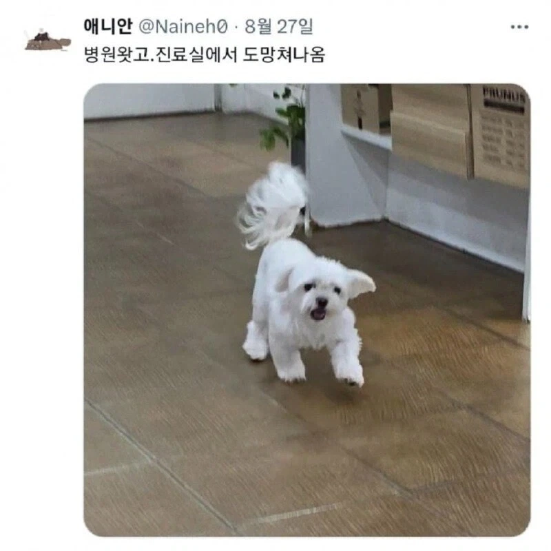 댕댕이 유치원에 데려가 준댔잖아!!_1.webp