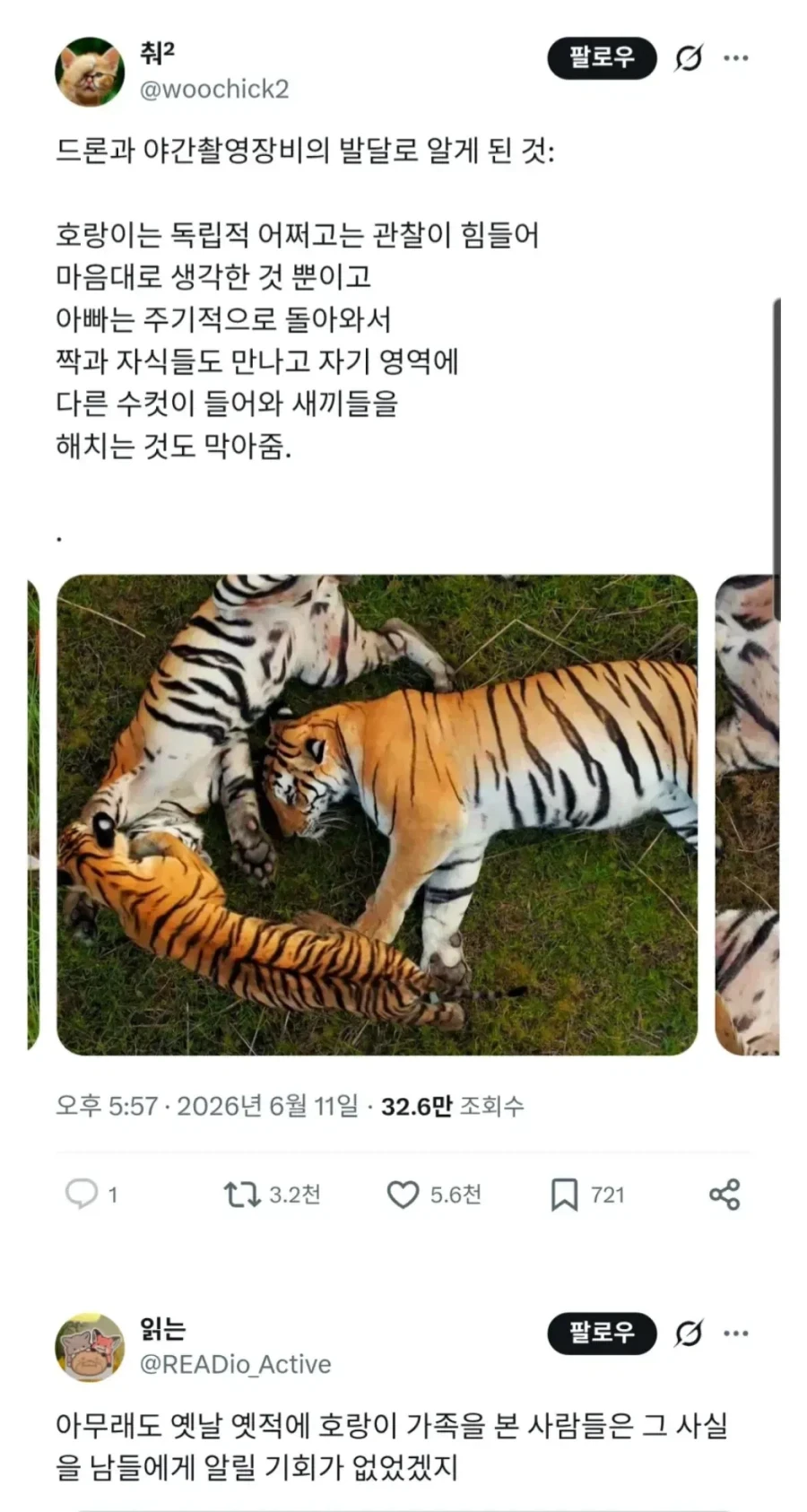 호랑이의 진실_1.webp