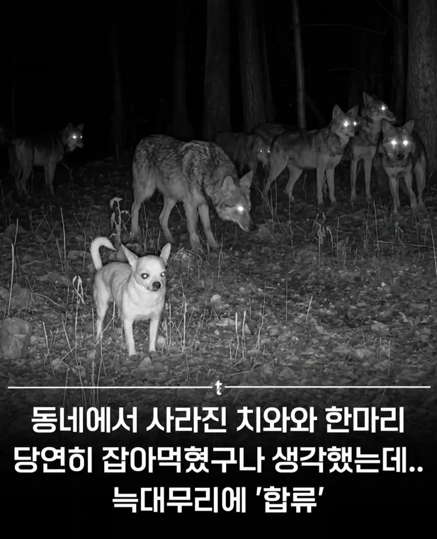 치와와는 강하다_1.webp