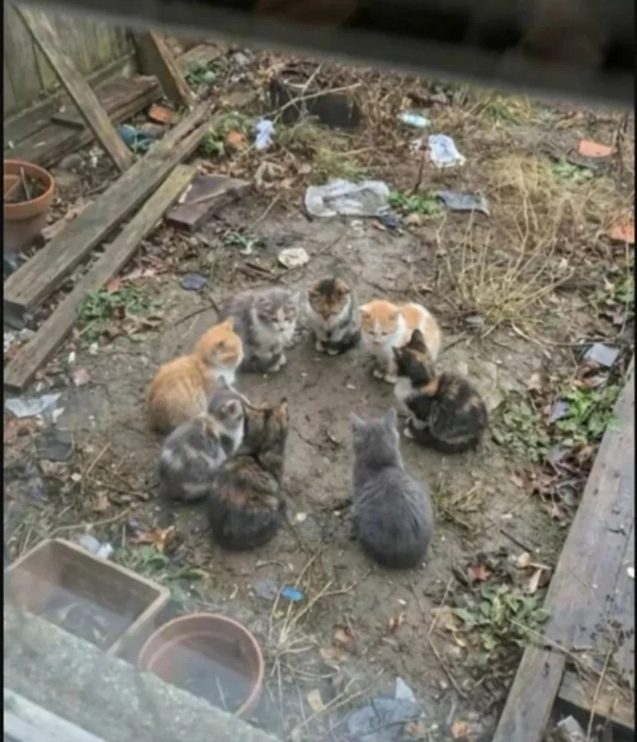 정모에 나온 고양이_1.webp