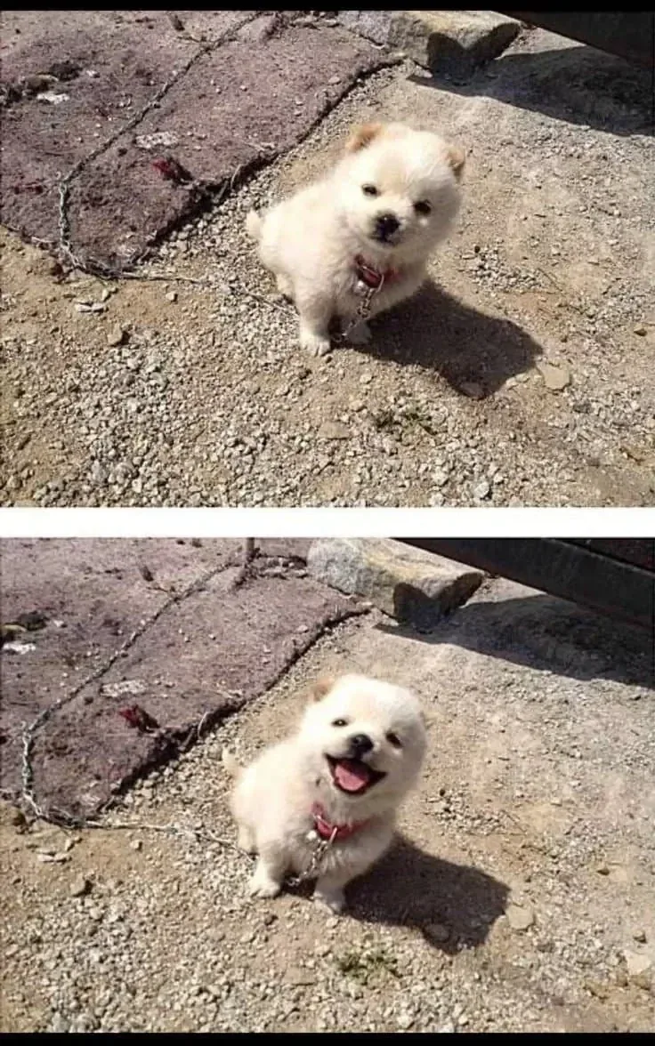 시골강아지의 세상 무해한 사진.jpg_1.webp