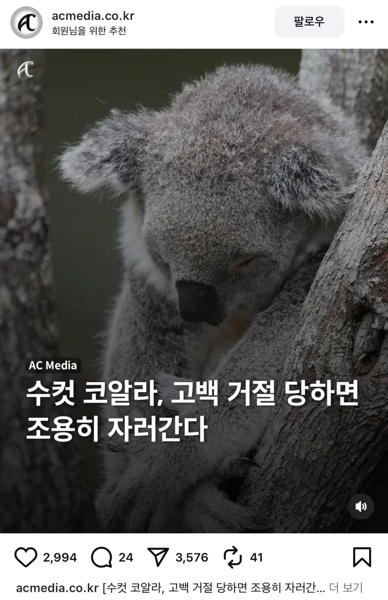 수컷 코알라가 암컷에게 차이면 하는 행동.jpg_1.webp