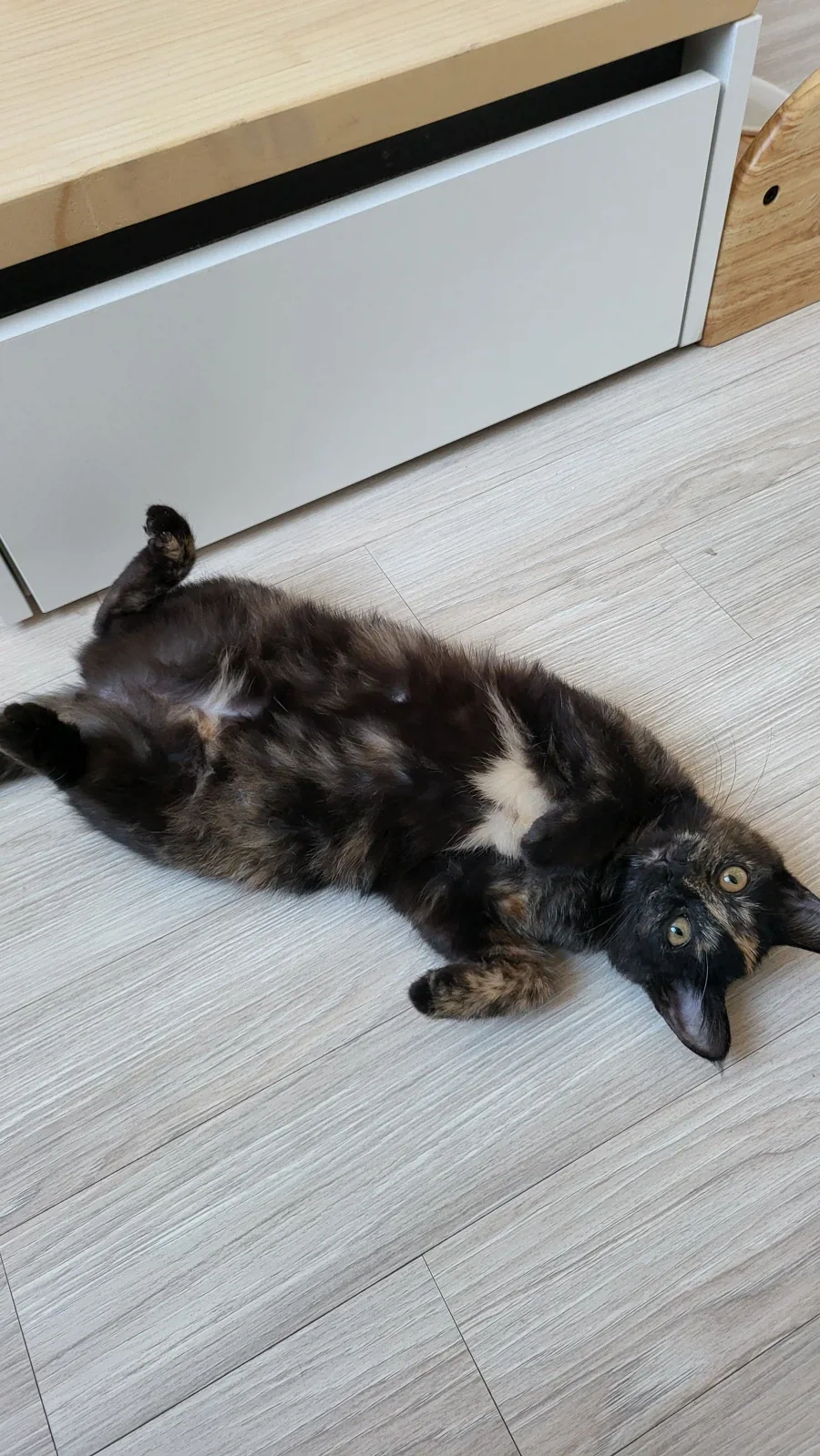 모닝글야옹_4.webp