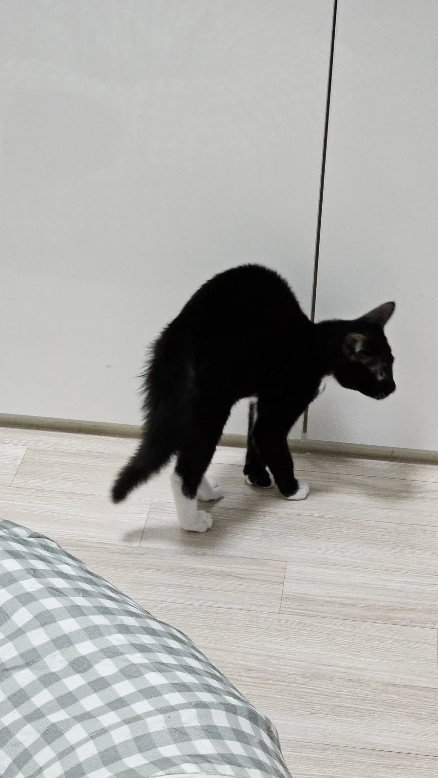 모닝글야옹_12.webp